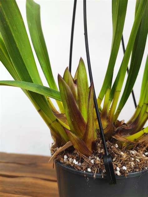 Haste Floral Cymbidium