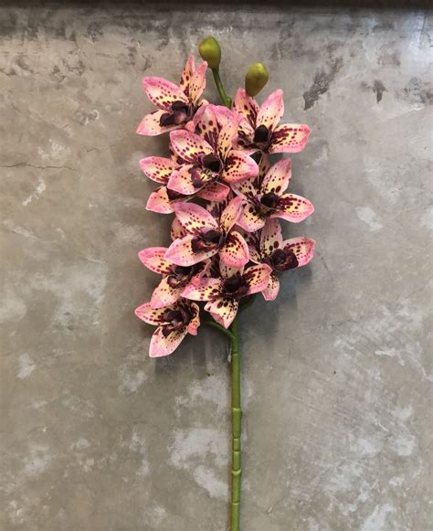 Haste Floral De Cymbidium