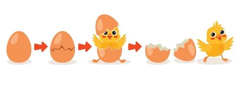 Hatching Process