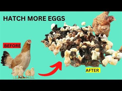 Hatching and Growing Your Pets
