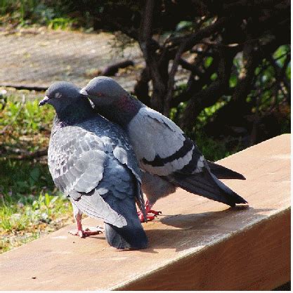 Hato pigeon