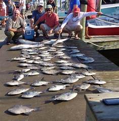 Hatteras Harbor Fishing Report