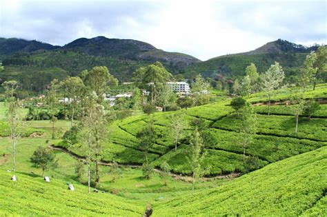 Hatton Tea Plantations