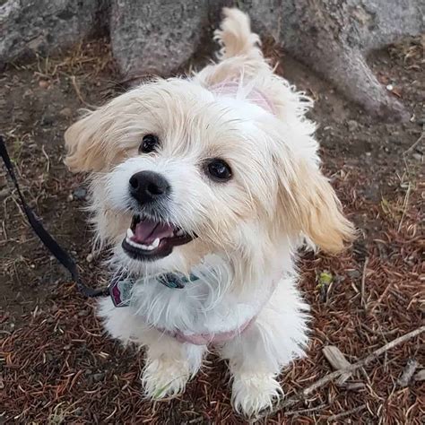 Havamalt (MalteseHavanese Mix) Info, Care, Puppies and Pictures