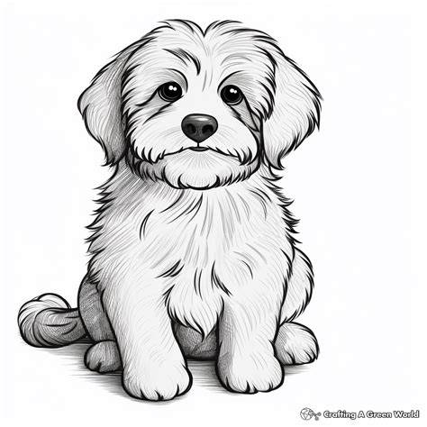 Havanese Puppy Coloring Pages