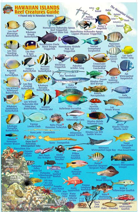 Hawaii Reef Fish Chart
