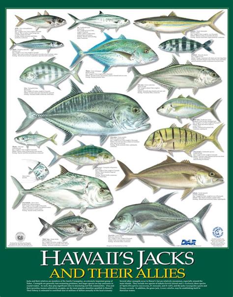 Hawaiian Fishing Chart