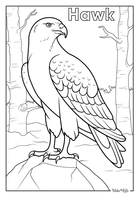 Hawk Coloring Page