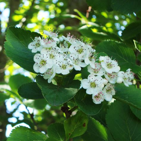 Hawthorn Flower