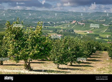 Hazelnut Farm Italy