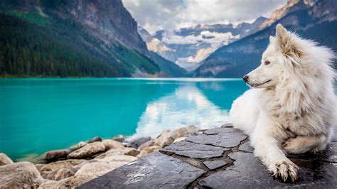 Hd Backgrounds Dogs