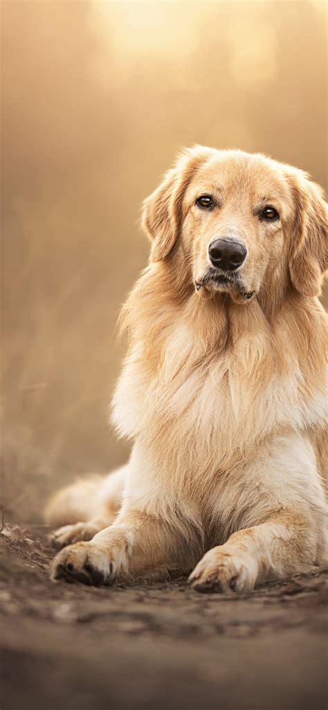 Hd Dogs