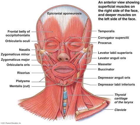 Human neck muscles Stock Image F015/8230 Science