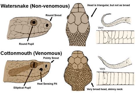 Head shape of venomous snakes
