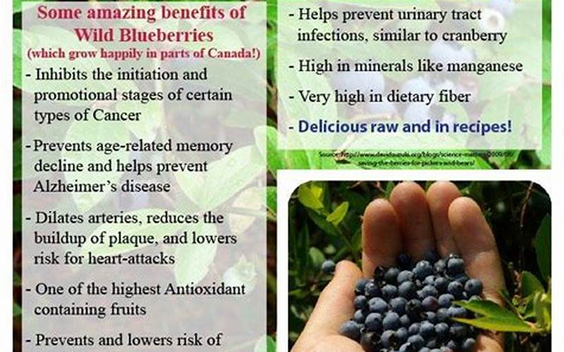 Health Benefits Of Wildberries