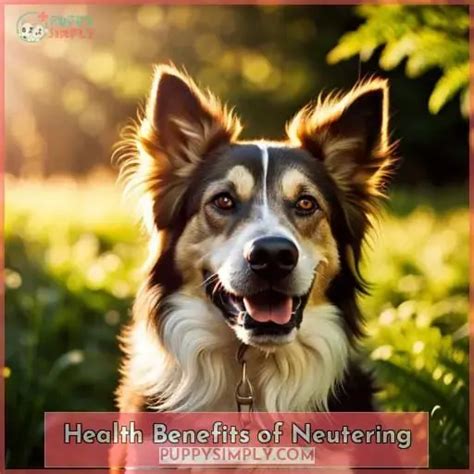 Health Advantages of Neutering