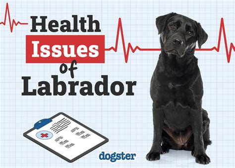 Health Watch: Common Issues Affecting the 7 Labrador Breed