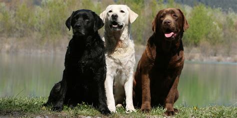 Health and Longevity Does Color Labrador Retriever Make Difference in Wellness