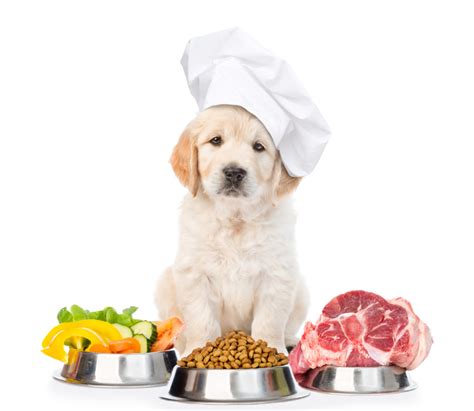 Healthy Food Dogs