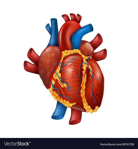 The Human Heart HealthScope
