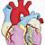 Healthy Human Heart Drawing