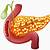 Healthy Human Pancreas