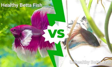 Healthy Betta Fish Vs Unhealthy