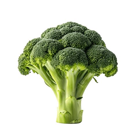 Fresh Broccoli
