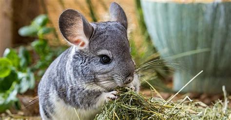 Healthy Chinchillas