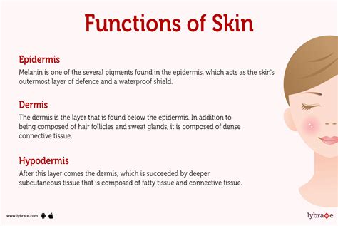 Healthy Epidermis: Function & Care Tips