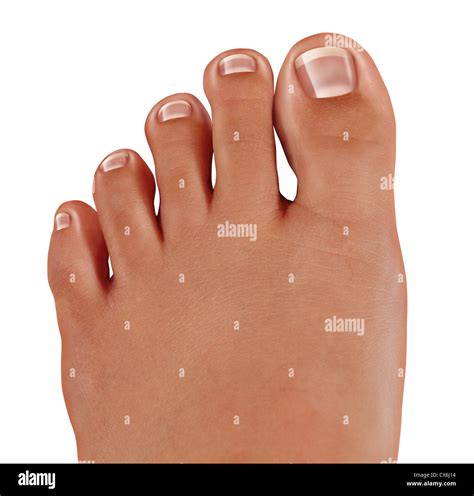 Healthy Toes Close Human Foot