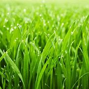 Healthy grass growth image
