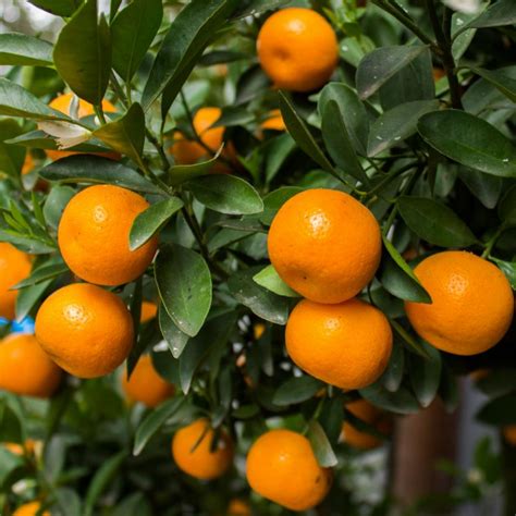 Healthy mandarin tree