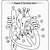 Heart Anatomy Diagram Worksheet