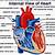 Heart Anatomy Interior View