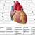 Heart Anatomy Labeling Quiz