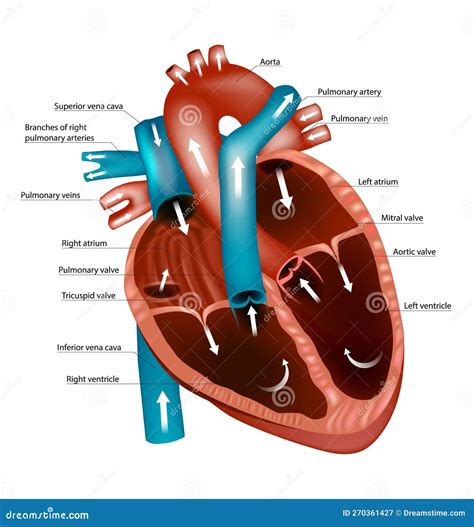 Heart Anatomy & Function: A Simple Explanation