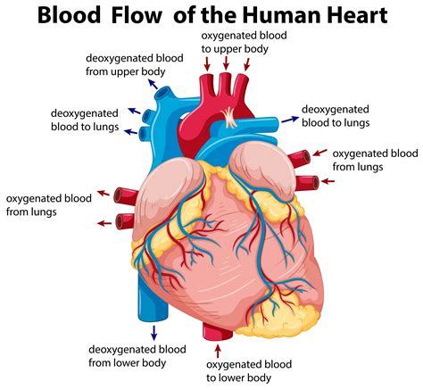Blood Flow Diagram