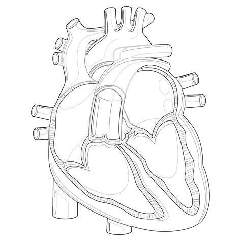 Heart Anatomy Coloring Pages