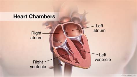 Heart Chambers: Function, Disorders & Treatment Options