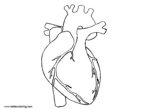 Heart Coloring Pages Anatomy