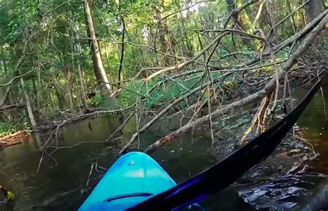 Heart-Racing Encounter Gator Attacks Kayaker in River