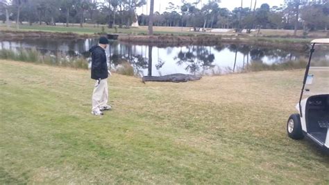 Heart-Racing Moment: Gator Attacks Golfer on Course