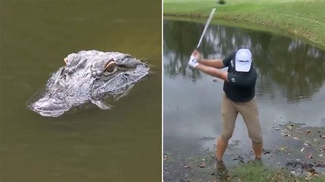 Heart-Racing Moment Gator Attacks Golfer on Course