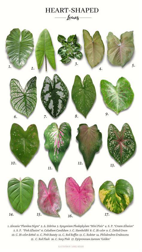 Heart-Shaped Leaves Name