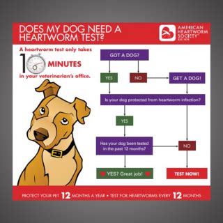 Heartworm Prevention Schedules and Testing