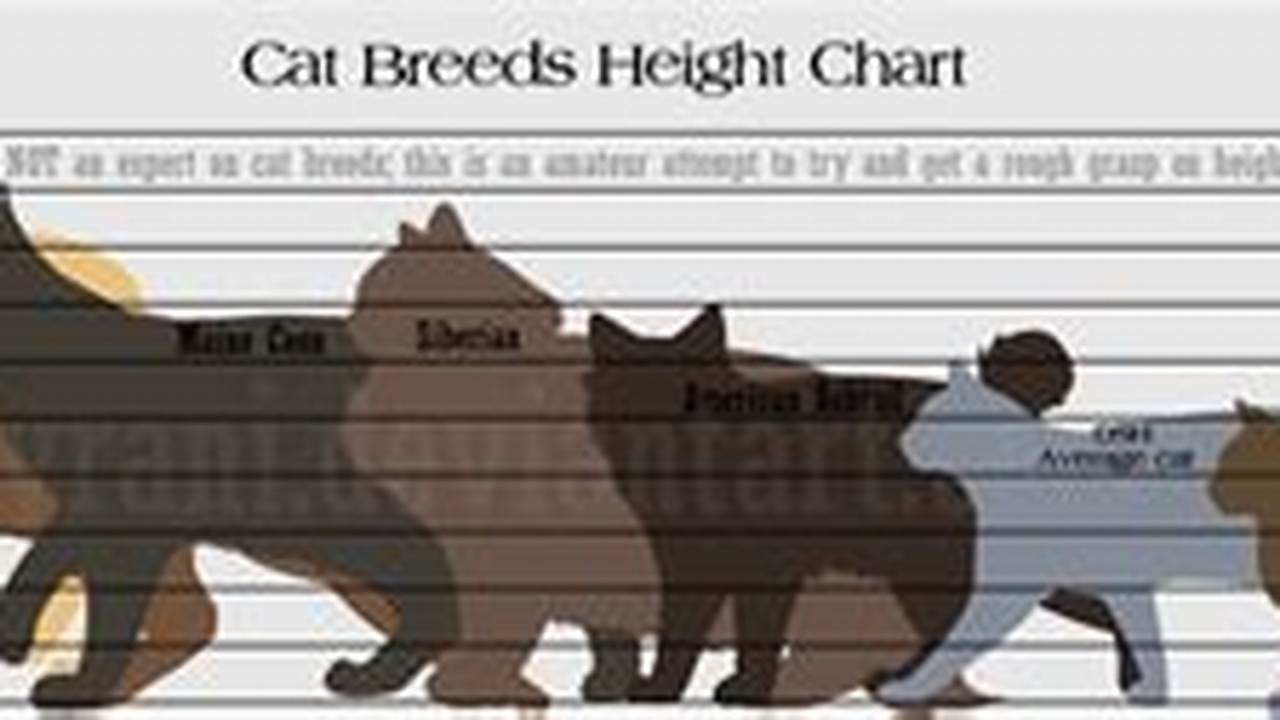 Height, Best Cats