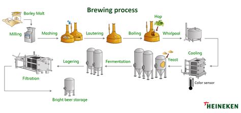 Heineken Brewing Process