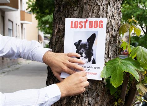Help Finding A Lost Dog