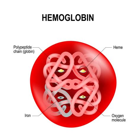 Hemoglobin Transport